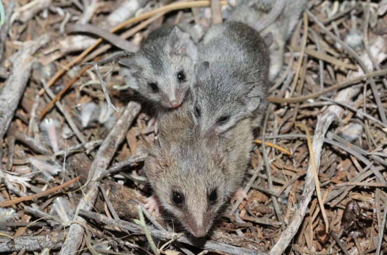 Самцов сумчатых мышей убивает брачный период
