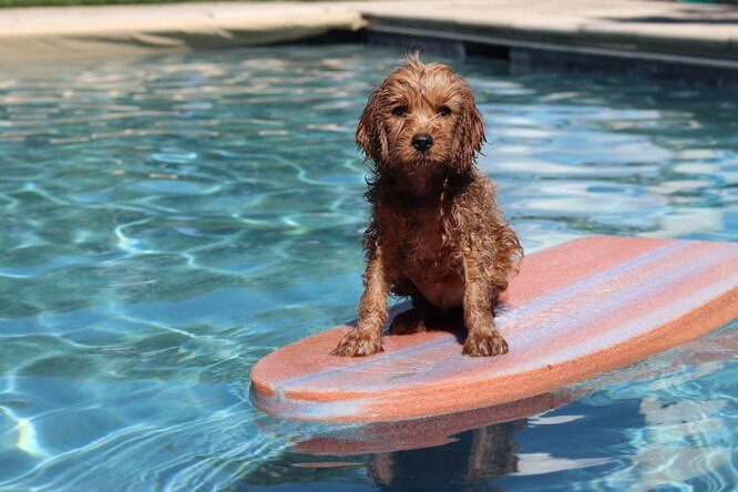 Можно ли собаке плавать в бассейне с хлорированной водой?