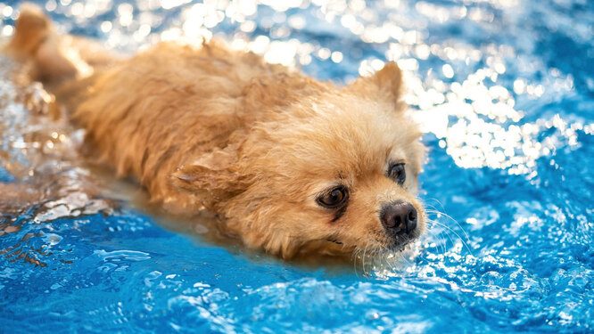 Можно ли собаке плавать в бассейне с хлорированной водой?