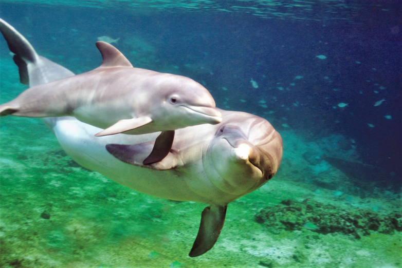 Как дельфины учат детёнышей языку