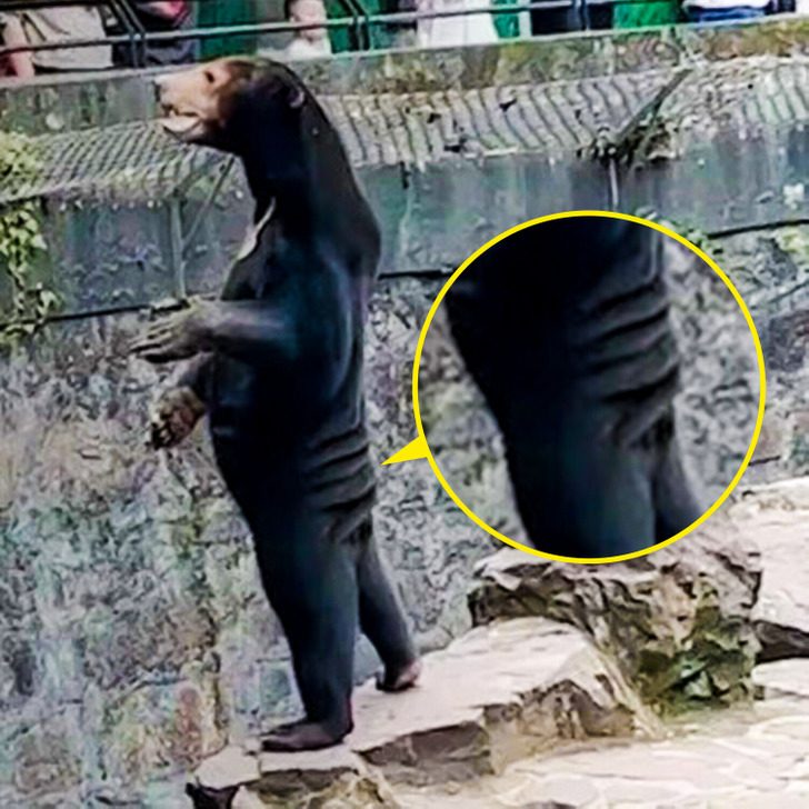 Люди заподозрили, что в зоопарке вместо медведя им показывают человека в костюме