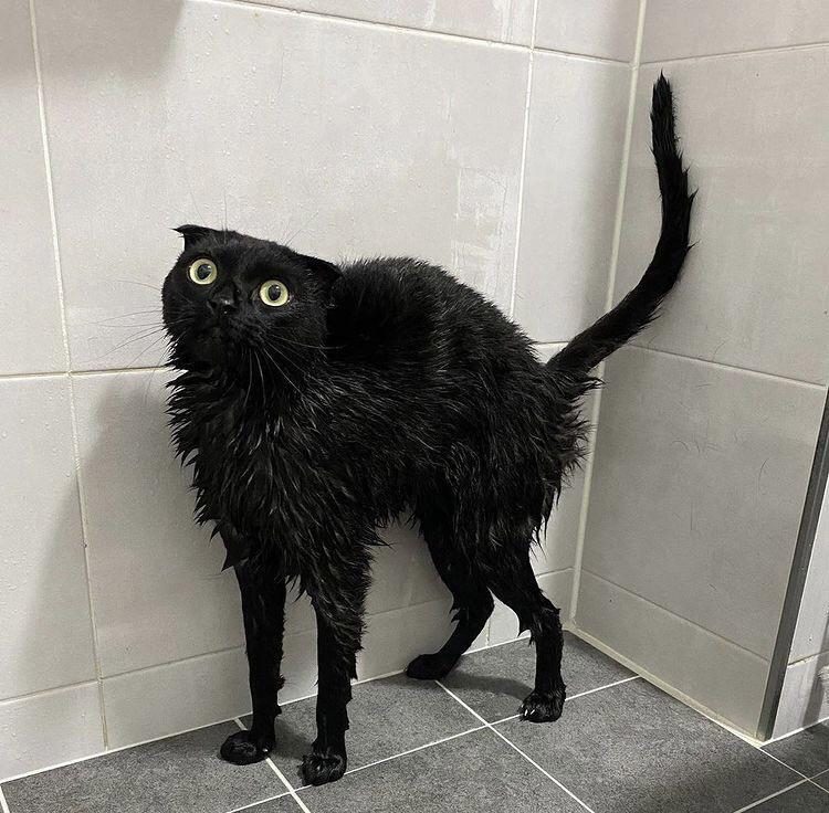 Мокрые коты