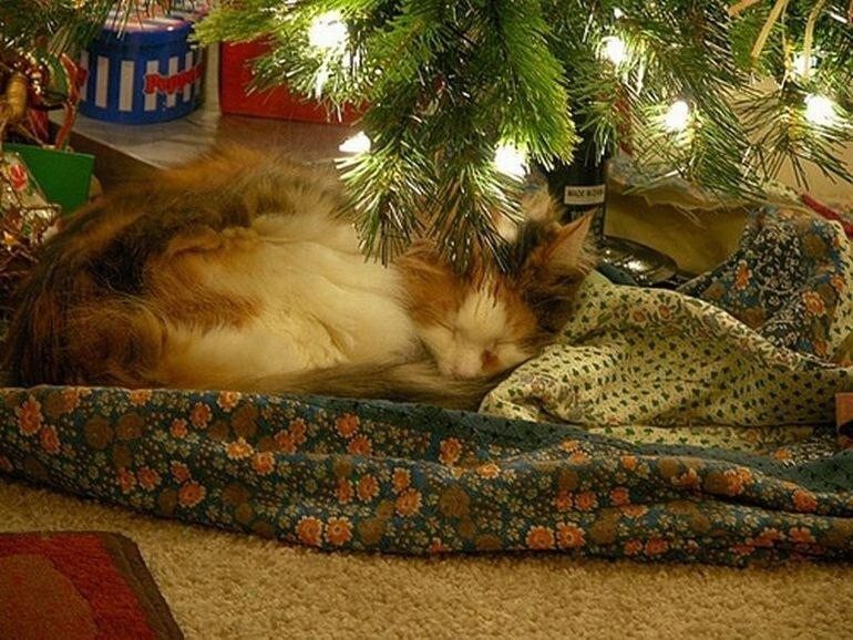 Сплю в новогоднюю ночь. Спящий кот под елкой. Спящий новогодний кот.