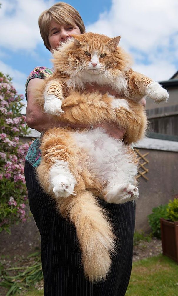 Мейн-кунские котята отличаются самым мягким нравом и имеют огромные размеры