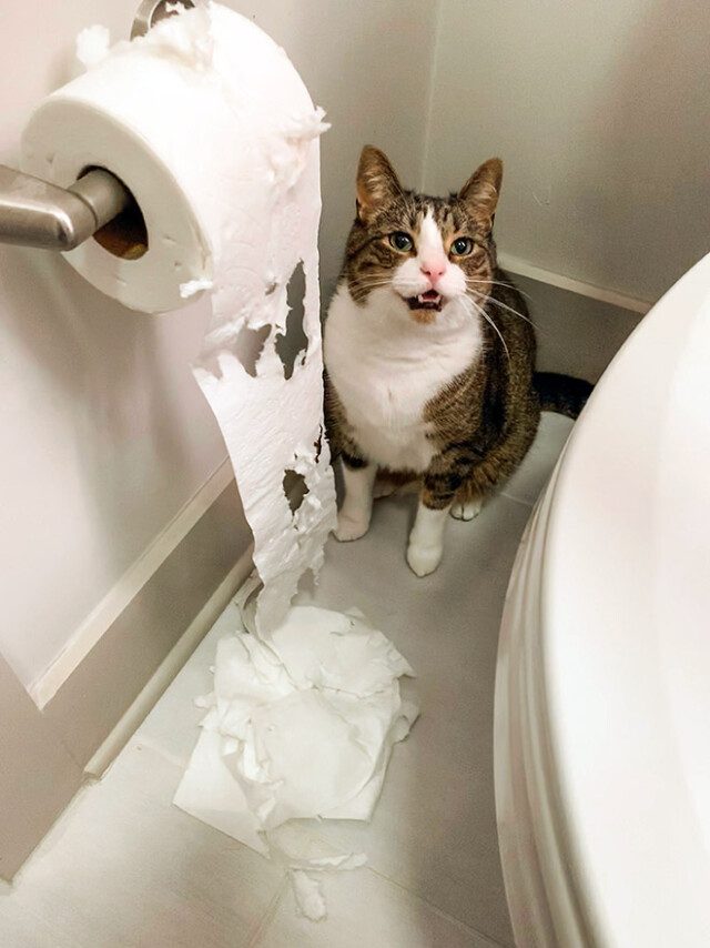 Всегда существует борьба между кошками и туалетной бумагой