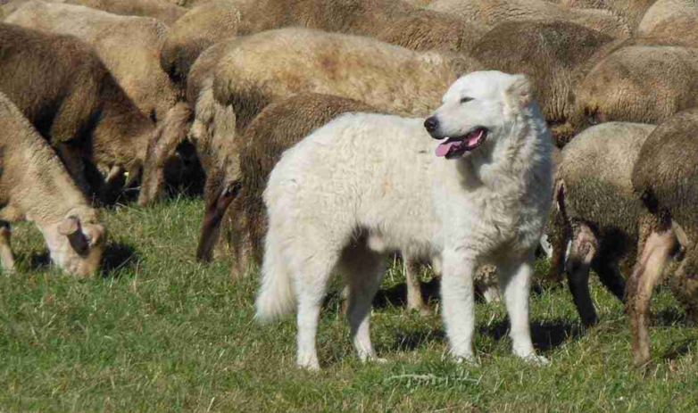 Мареммо-абруццкая овчарка:когда пушистый не является синонимом доброты