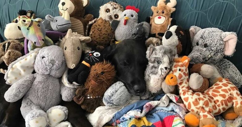 Собаки и их любимые игрушки