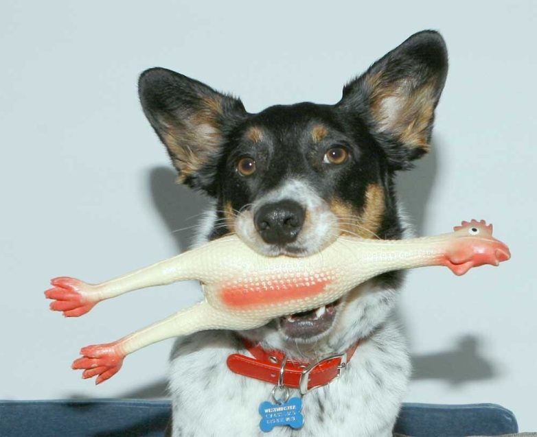 Собаки и их любимые игрушки