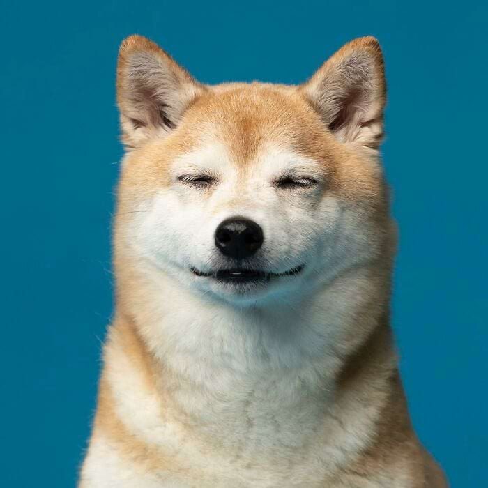 Фотографии собак, которые рассмешили всех