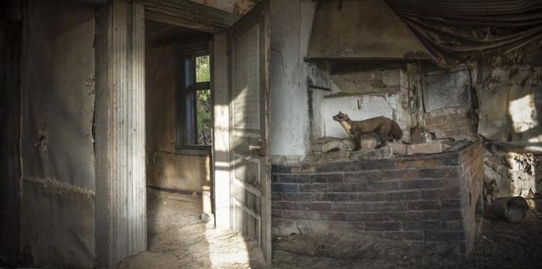 Заброшенные дома с животными