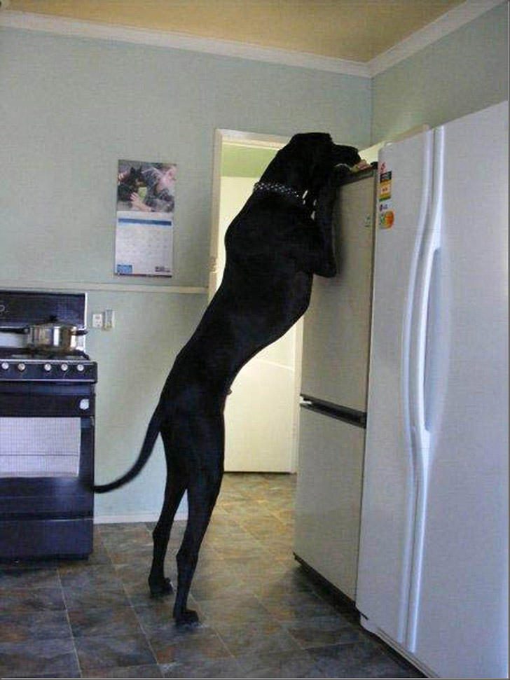 Чем занят пес, когда он один дома