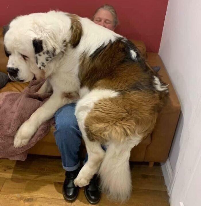 Огромные собаки