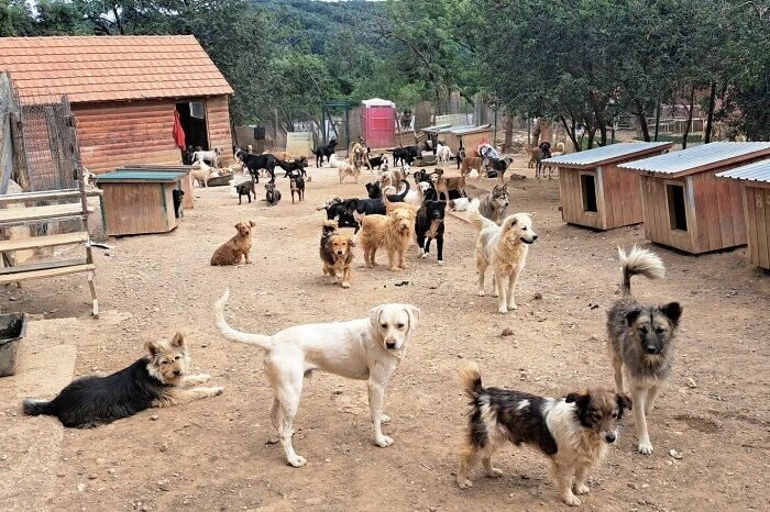Десятки бездомных собак под опекой сербского мужчины