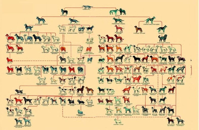 Как определить предков собаки по её характеру