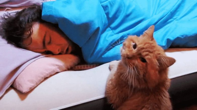 Зачем коты и кошки ночью смотрят на спящих людей
