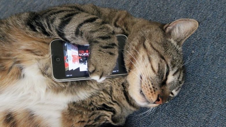 Котики с телефонами