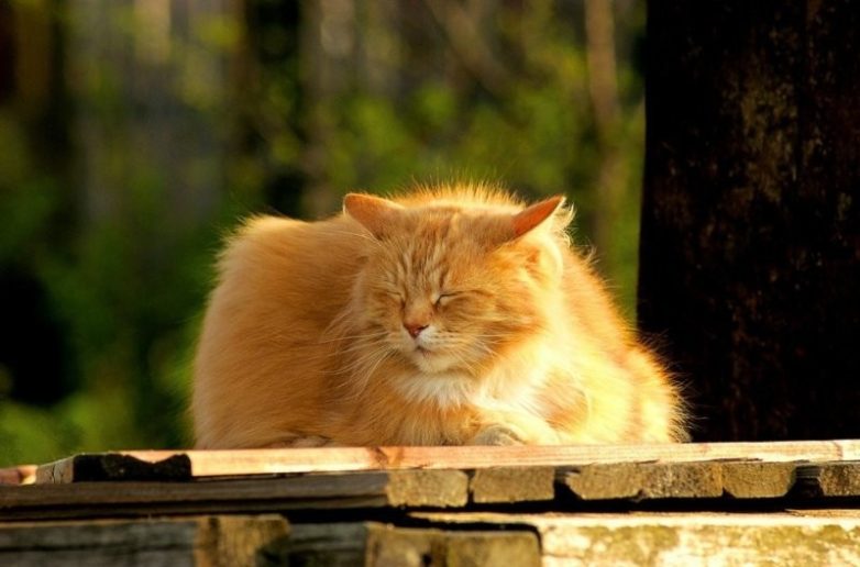 Котики на солнышке