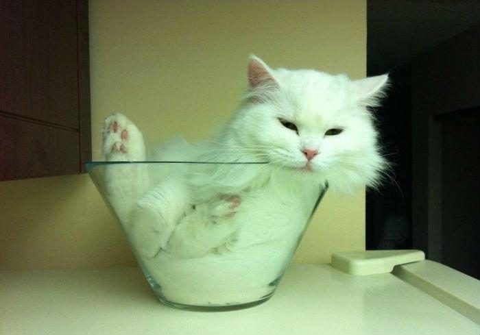Вы еще не верите, что кошки принимают любую форму сосуда?