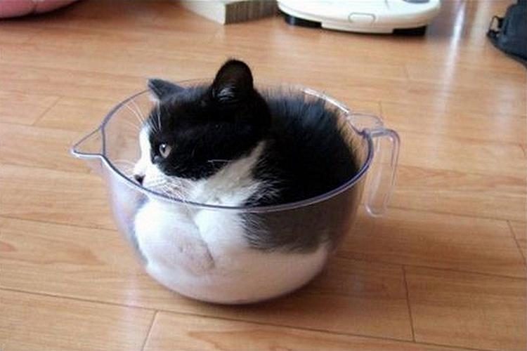 Вы еще не верите, что кошки принимают любую форму сосуда?