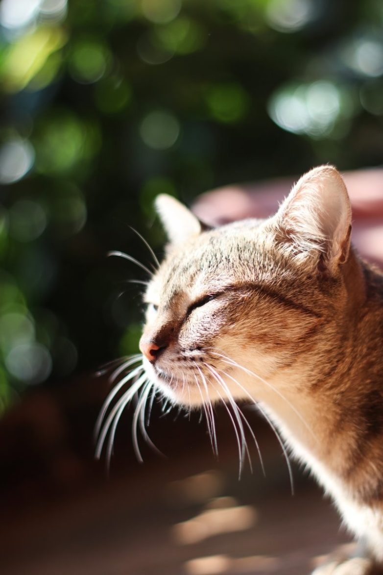 Котики на солнышке