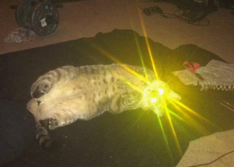 Почему светятся  кошачьи глаза
