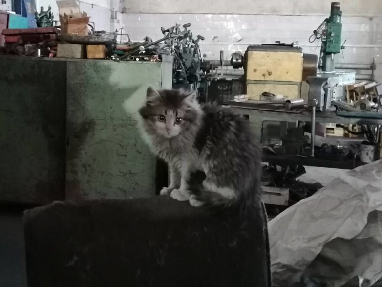 Интересные истории котиков, которые всю свою жизнь прожили на заводах