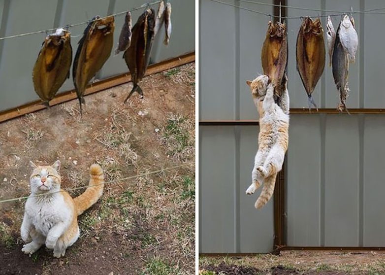 Коты, которые освоили боевое искусство ниндзюцу