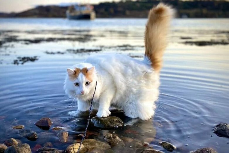 Кошки, которые очень любят воду