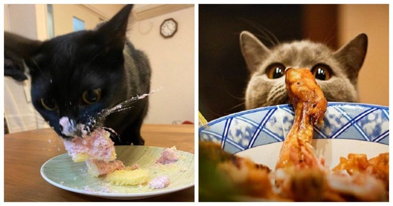 Коты, которые пробуют новую еду