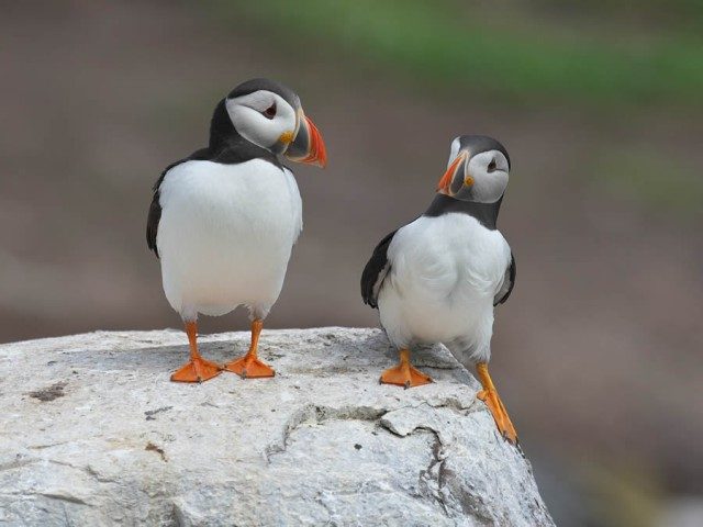 Забавные финалисты конкурса Nikon Comedy Wildlife Photography Awards 2024