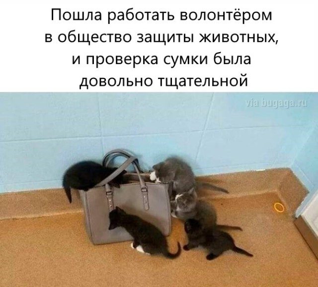 Мемы для  любителей кошек