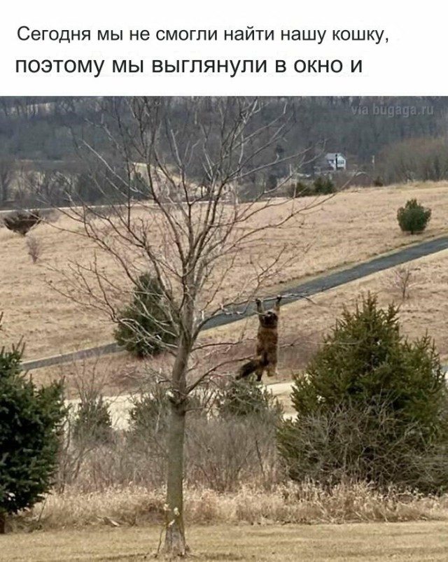 Мемы для  любителей кошек