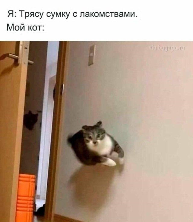 Мемы для  любителей кошек