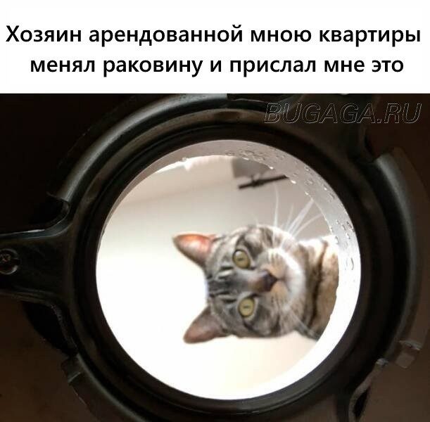 КОТОмемы