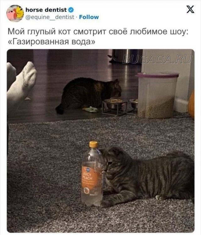 КОТОмемы