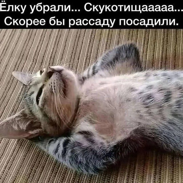 Забавные котоМЕМЫ