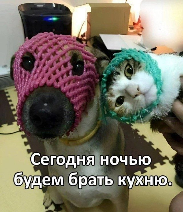 Забавные котоМЕМЫ