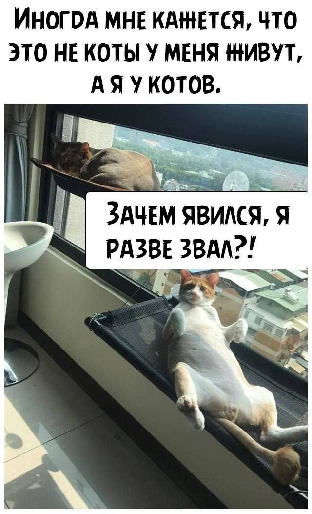 Забавные котоМЕМЫ