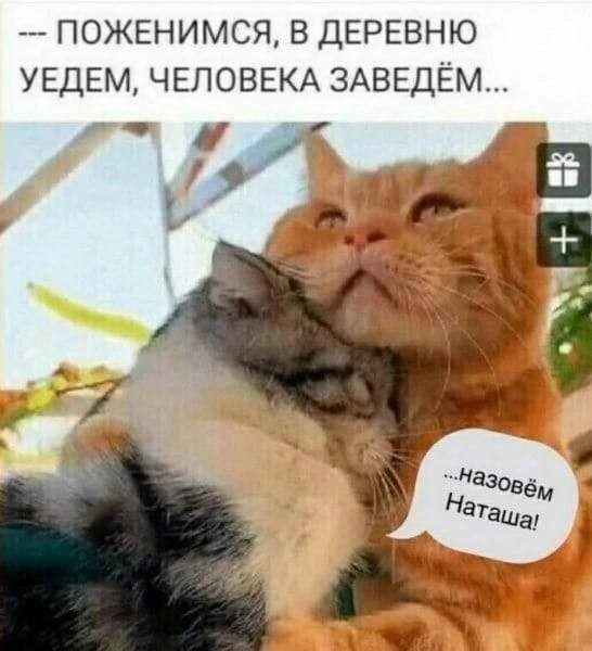 Забавные котоМЕМЫ