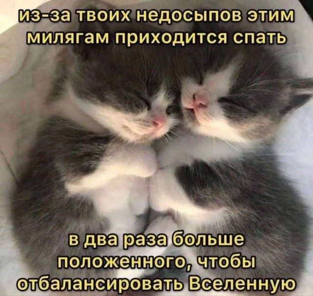 Забавные котоМЕМЫ