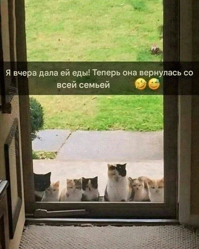 Мемы для любителей кошек