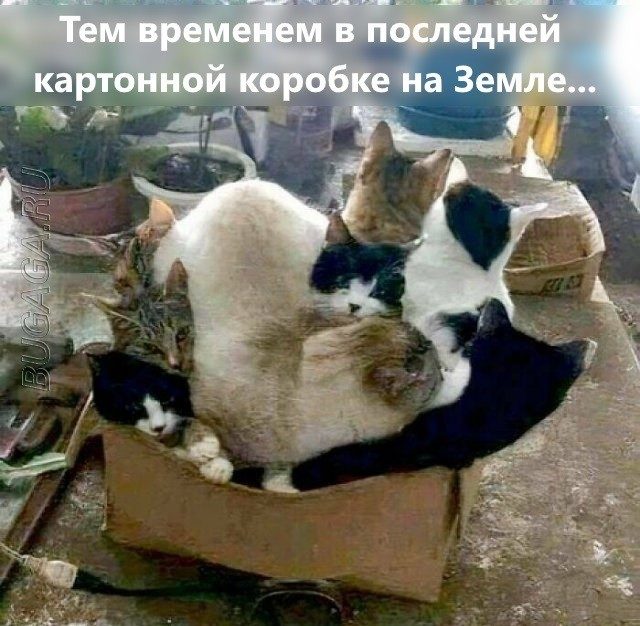 Мемы для любителей кошек