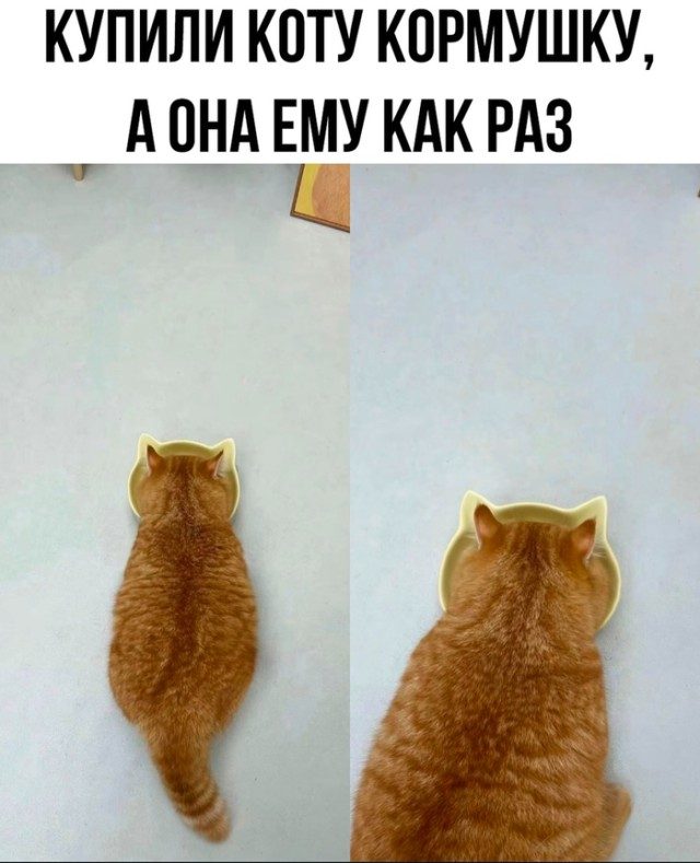 КотоМЕМЫ