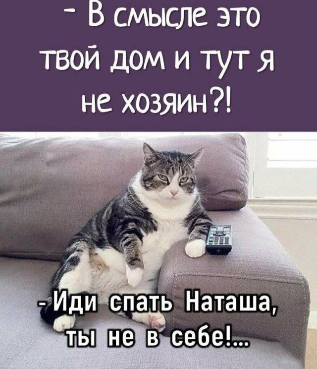 КотоМЕМЫ