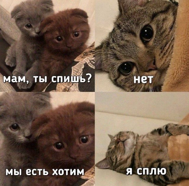 КотоМЕМЫ