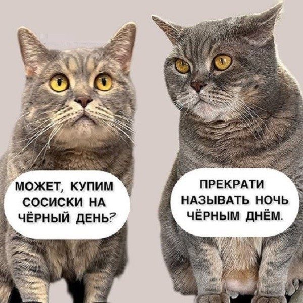 КотоМЕМЫ