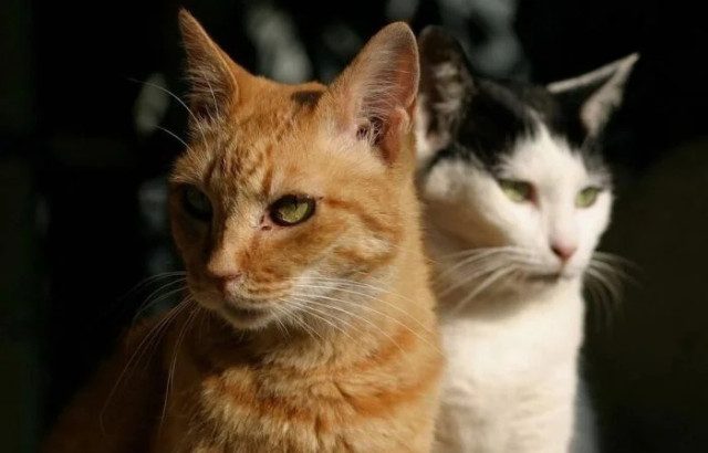 Смешных кошек вам в ленту