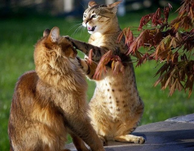 Смешных кошек вам в ленту