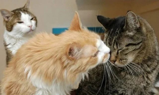 Смешных кошек вам в ленту