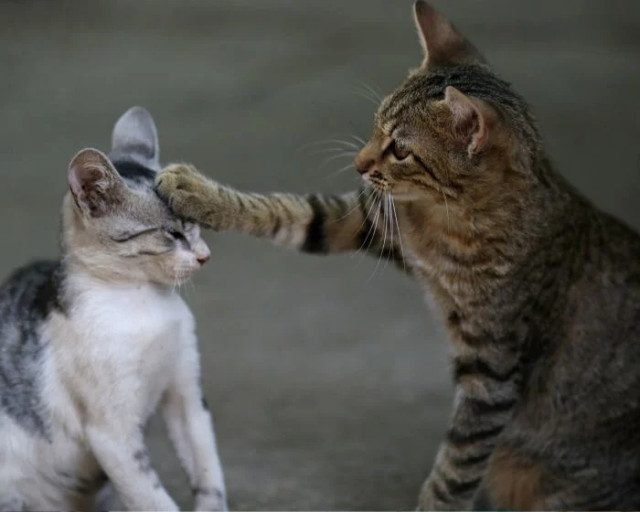 Смешных кошек вам в ленту